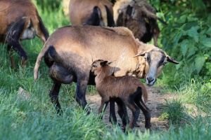 Tiere - Kamerunschaf mit Lamm