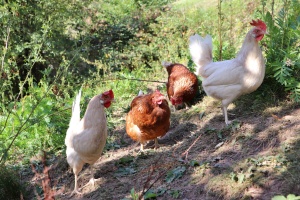 Tiere - Hühner